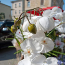 normal_21042011mirabelschrannehsaktivnews_051.jpg