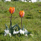 normal_21042011mirabelschrannehsaktivnews_080.jpg