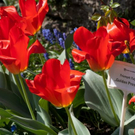 normal_21042011mirabelschrannehsaktivnews_082.jpg