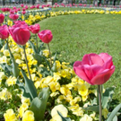 normal_21042011mirabelschrannehsaktivnews_094.jpg