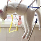 Katzen und ihre seltsamsten Schlafpositionen