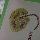 bea_Mairi_Vass 011_jpg-1303556893