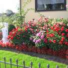 Blumen11b_jpg-1303593747
