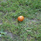 DSC04876_JPG-1303633324