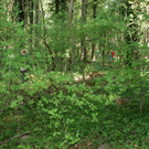 DSC04895_JPG-1303633476