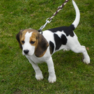 109_5944_JPG-1303635425