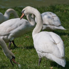 normal_23042011wolfgangseehsaktivnews_051.jpg