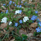 23042011wolfgangseehsaktivnews_082.jpg