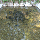 23042011schlossfischefuschlhsaktivnews_009.jpg