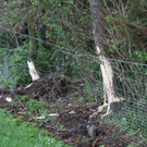 normal_25042011vua1riwienexaktivnews_3.jpg