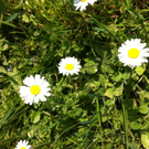 Frühlingsspaziergang am Ostermontag
