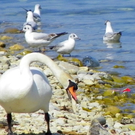 19_4_11 076_jpg-1303767665