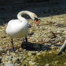 19_4_11 089_jpg-1303767616