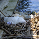 19_4_11 091_jpg-1303767623