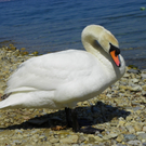 19_4_11 101_jpg-1303767645