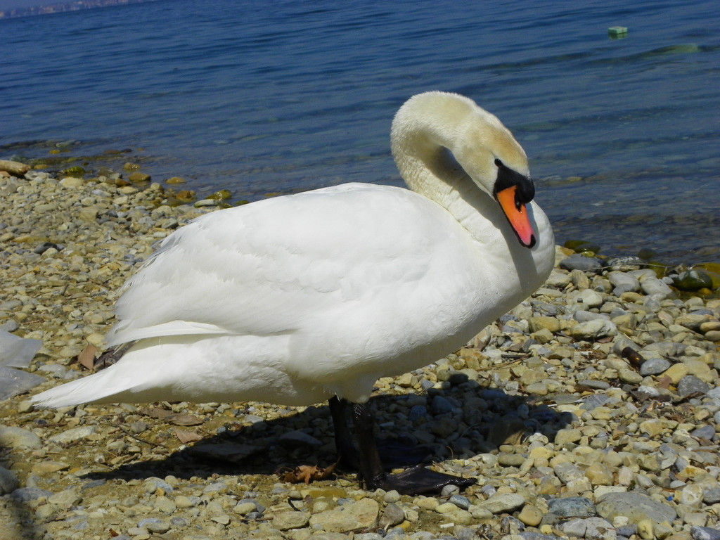 19_4_11 101_jpg-1303767645