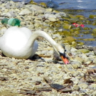 19_4_11 075_jpg-1303767659