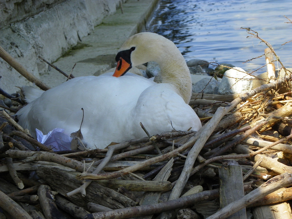 19_4_11 095_jpg-1303767631