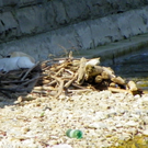 19_4_11 081_jpg-1303767679