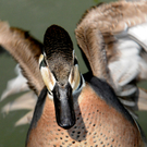 DSC_9113.JPG