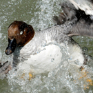 DSC_9135.JPG