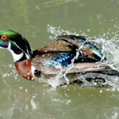 DSC_9154.JPG