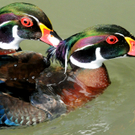 DSC_9155.JPG