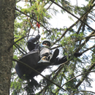 Paragleiterbergung Schnifis07.jpg