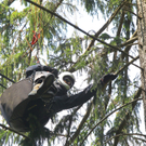 Paragleiterbergung Schnifis11.jpg