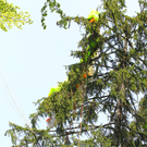 Paragleiterbergung Schnifis05.jpg