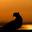 Ein spektakulärer Sonnenuntergang am Bodensee von Leserreporter Manfred