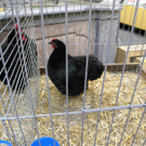 P4230629 - Kopie.JPG