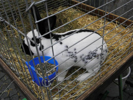 P4230630 - Kopie.JPG