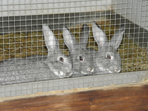 P4270635 - Kopie.JPG