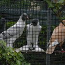 P4270637 - Kopie.JPG