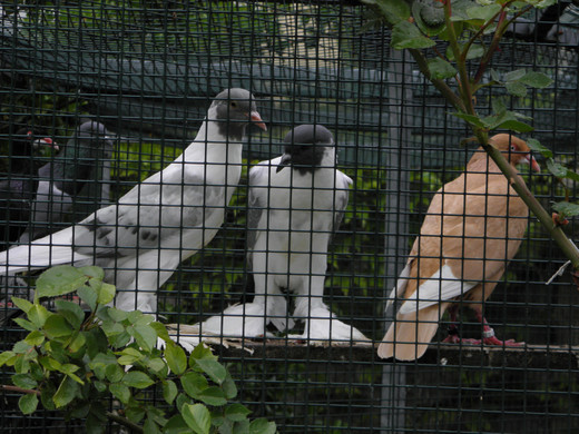 P4270637 - Kopie.JPG