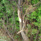 DSC_0037.JPG