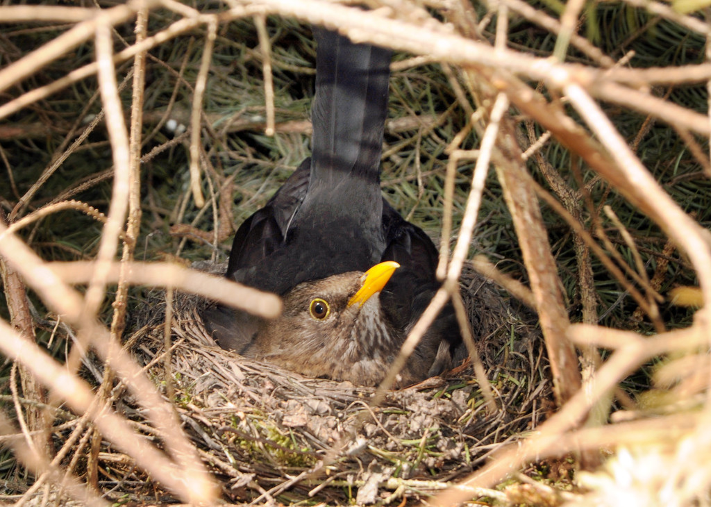 Amsel br__tet 17_04_2011 61_jpg-1303999646