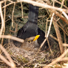 Tiererlebnis am Alten Rhein in Höchst