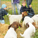 a Tierausstellung 15_05_2010 6_jpg-1303999133