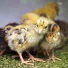 a Tierausstellung 15_05_2010 67_jpg-1303999218
