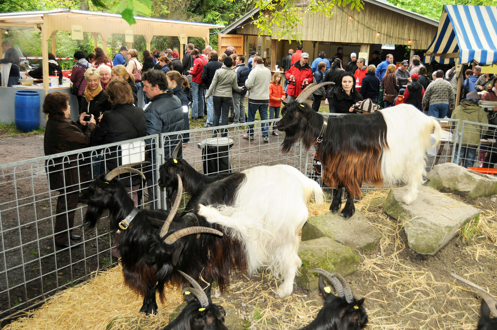 a Tierausstellung 15_05_2010 83_jpg-1303999270