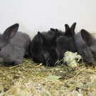 Tiere der Woche KW 17