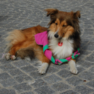 DSC_0137.JPG