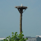 Störche in Mauren