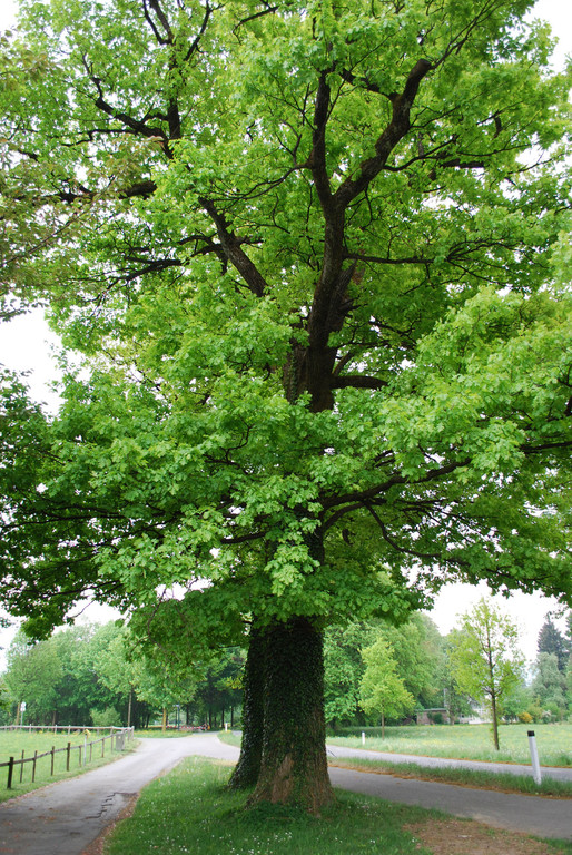 stieleiche_JPG-1304416742