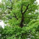 Stieleiche