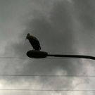 Medienhaus: Ein Storch zu Besuch