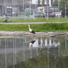 IMG_5666.jpg