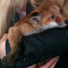 Fuchsbaby von Wiener Polizei gerettet